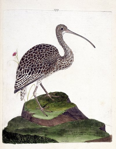 Eläintietokartta (ornitologia): kihara (kurkkutuhka tai numenius arquata). Kuvitus Francois Nicolas Martinet