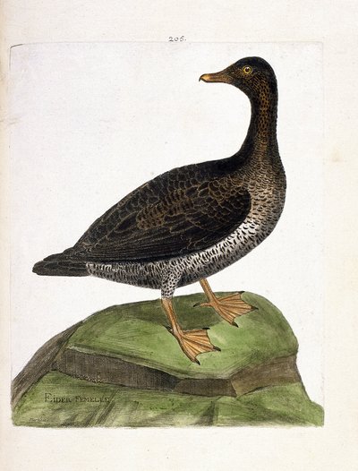Eläinkartta (ornitologia): naarashaahka (haahka untuva tai somateria mollissima). Kuvitus Francois Nicolas Martinet