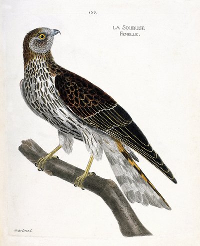 Eläinkartta (ornitologia): naarassoubuse (busard saint martin tai circus cyaneus) oksalla. Kuvitus Francois Nicolas Martinet