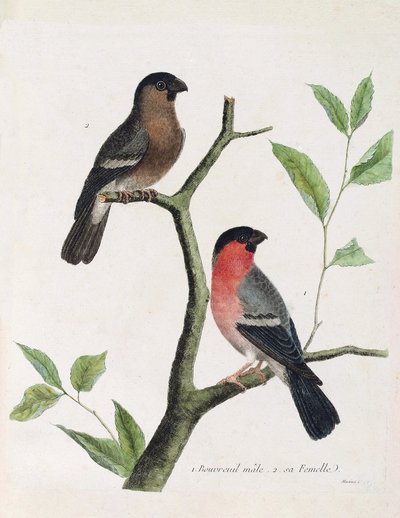 Eläinkartta (ornitologia): alhaalta ylös: uros- ja naarasbouvreil (pioni bouvreil tai pyrrhula pyrrrhula) oksalla. Kuvitus Francois Nicolas Martinetin (1731) teoksesta "Lintujen historia, maalattu niiden esiintymiselle ja herkkyydelle" tekijältä Francois Nicolas Martinet
