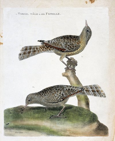 Eläinkartta (ornitologia): ylhäältä alas: Torcol-uros ja sen naaras (Torcol Fourmilier tai Jynx torquilla). Kuvitus Francois Nicolas Martinet