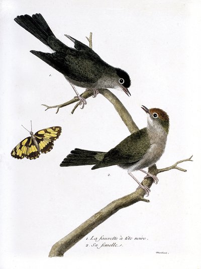 Eläinkartta (ornitologia): ylhäältä alas: mustapäähaukka ja sen naaras (Sylvia atricapilla) oksalla. Kuvitus Francois Nicolas Martinet