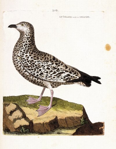 Eläinkartta (ornitologia): goiland vaihtelee tai grisard (goeland tai larus sp). Kuvitus Francois Nicolas Martinet