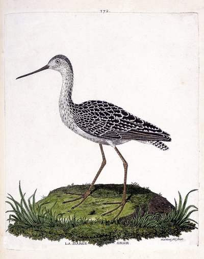 Eläinkartta (ornitologia): harmaa proomu (punainen proomu tai limosa lapponica). Kuvitus Francois Nicolas Martinet