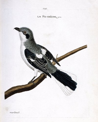 Eläinkartta (ornitologia): oksalla harmaa grieche (harmaa kirsikka tai lanius excubitor). Kuvitus Francois Nicolas Martinet