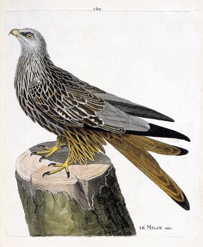 Eläinkartta (ornitologia): uros Milan (kuninkaallinen tai milvus milvus). Kuvitus Francois Nicolas Martinet