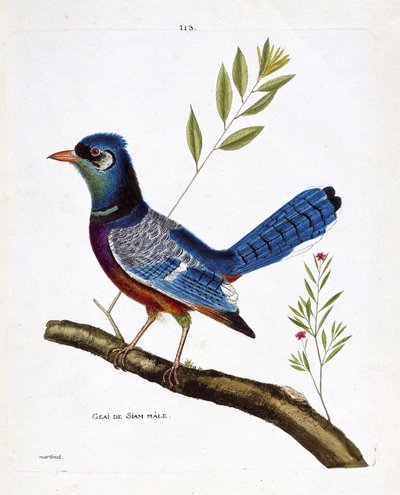 Eläinkartta (ornitologia): uros siam jay (sininen jay tai cyanocitta cristata) oksalla. Kuvitus Francois Nicolas Martinet