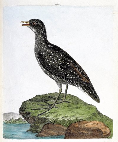 Eläinkartta (ornitologia): marouette (spot marouette tai porzana porzana). Kuvitus Francois Nicolas Martinet