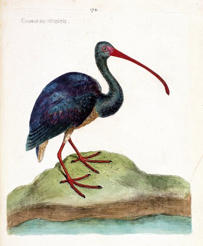 Eläinkartta (ornitologia): nigritien kihara (ibis falcinelle tai plegadis falcinellus). Kuvitus Francois Nicolas Martinet