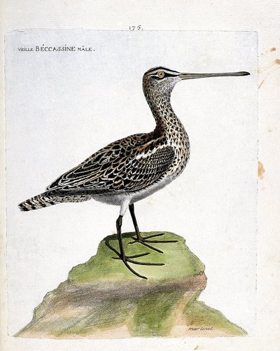 Eläinkartta (ornitologia): vanha urosbekassiini (suo bekassiini tai gallinago gallinago). Kuvitus Francois Nicolas Martinet