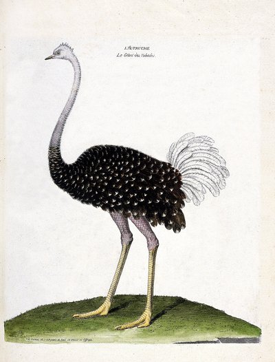 Eläinkartta (ornitologia): strutsi (struthio camelus). Kuvitus Francois Nicolas Martinet