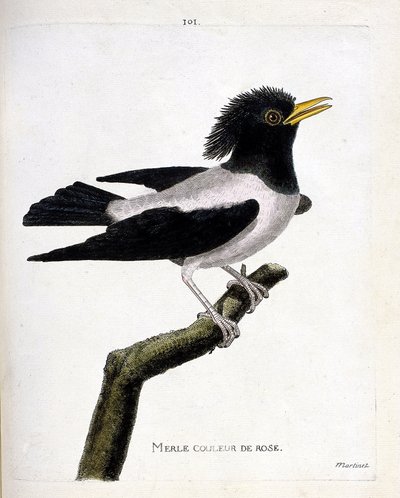 Eläinkartta (ornitologia): vaaleanpunainen mustarastas (punertava kottarainen tai sturnus roseus) oksalla. Kuvitus Francois Nicolas Martinet