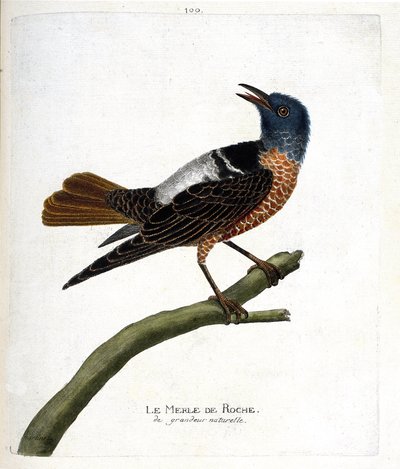 Eläinkartta (ornitologia): kivimustrastarasta (kivimustrastarasta tai monticola saxatilis). Kuvitus Francois Nicolas Martinet