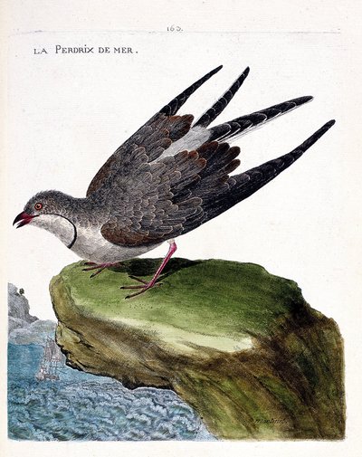 Eläinkartta (ornitologia): peltopyy (glareole kaulakoru tai glareola pratincola). Kuvitus Francois Nicolas Martinet