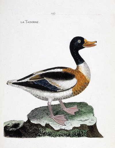 Eläintietokartta (ornitologia): tadorne (tadorne de belon tai tadorna tadorna). Kuvitus Francois Nicolas Martinet