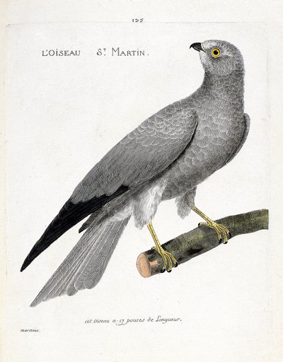 Eläinkartta (ornitologia): lintu saint martin (busard saint martin tai sirkus cyaneus) oksalla. Kuvitus Francois Nicolas Martinet