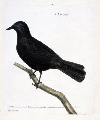 Eläintietokartta (ornitologia): kaali (tornikaali tai corvus monedula) oksalla. Kuvitus Francois Nicolas Martinet