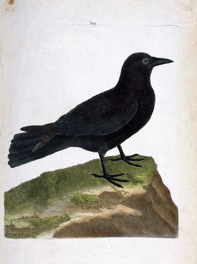 Eläinkartta (ornitologia): varis (musta varis tai corvus corone). Kuvitus Francois Nicolas Martinet