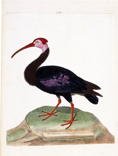 Eläinkartta (ornitologia): kiharalla on paljas hyväntoivon pää (ibis du cap tai geronticus calvus). Kuvitus Francois Nicolas Martinet