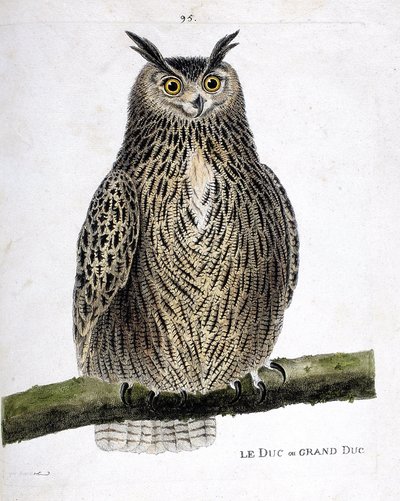 Eläinkartta (ornitologia): herttua tai suurherttua (suurherttua tai bubo bubo) oksalla. Kuvitus Francois Nicolas Martinet