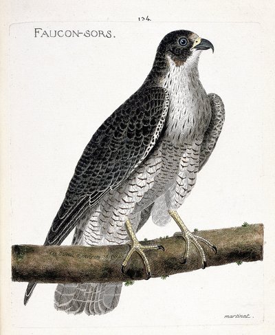 Eläinkartoitus (ornitologia): haukka tulee ulos tai haukka ulos (peleriinihaukka tai falco peregrinus) oksalla. Kuvitus Francois Nicolas Martinet
