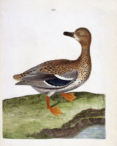 Eläintietokartta (ornitologia): naarasorkka (sinisorsa tai anas platyrhynchos). Kuvitus Francois Nicolas Martinet