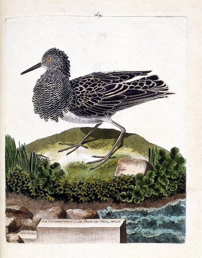Eläinkartta (ornitologia): taistelija tai urosmeririinkinkukko (hävittäjä vaihtelee tai philomachus pugnax). Kuvitus Francois Nicolas Martinet