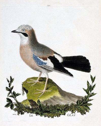Eläinkartta (ornitologia): geay (kanavanääkä tai garrulus glandarius). Kuvitus Francois Nicolas Martinet