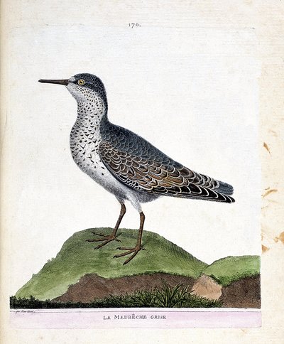Eläinkartta (ornitologia): harmaa maubeche (violetti nokka tai calidris maritima). Kuvitus Francois Nicolas Martinet