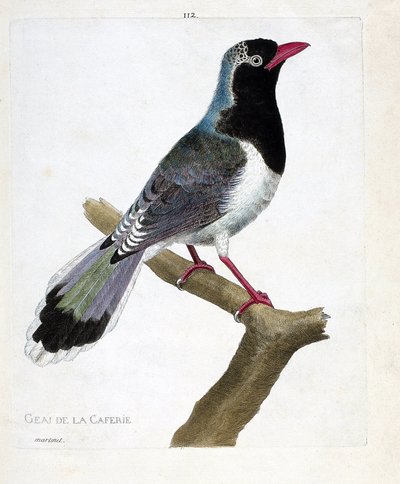Eläinkartta (ornitologia): kahvilan nokka (punanokkapirolla tai urocissa erythrorhyncha). Kuvitus Francois Nicolas Martinet