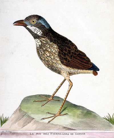 Eläinkartta (ornitologia): Cayennen neljännen tuhannen kuningas (grallaire king tai grallaria varia). Kuvitus Francois Nicolas Martinet