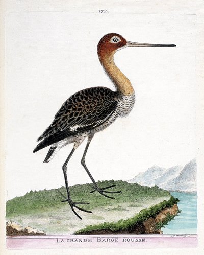 Eläinkartta (ornitologia): suuri punainen proomu (mustapyrstöproomu tai limosa limosa). Kuvitus Francois Nicolas Martinet