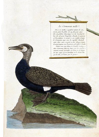 Eläinkartta (ornitologia): uros merimetso (suuri merimetso tai phalacrocorax carbo). Kuvitus Francois Nicolas Martinet