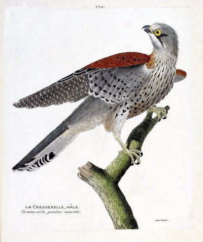 Eläinkartta (ornitologia): urosvesikrassi (haukkahaukka tai falco tinnunculus) oksalla. Kuvitus Francois Nicolas Martinet