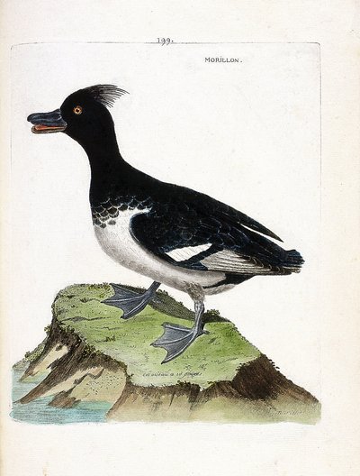 Eläinkartta (ornitologia): Morillon (Scaup morillon tai Aythia fuligula). Kuvitus Francois Nicolas Martinet