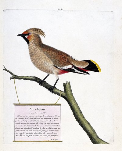 Zoologinen kartta (ornitologia): luonnollisen kokoinen jaspis tai boreaalinen jaspis (bombycilla garrulus) oksalla. Kuvitus Francois Nicolas Martinet