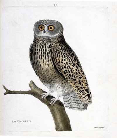 Eläinkartta (ornitologia): pöllö (hulotte owl tai strix aluco) oksalla. Kuvitus Francois Nicolas Martinet