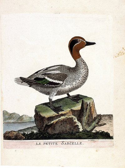 Eläinkartta (ornitologia): pieni sinivihreä (talvi tavi tai anas crecca). Kuvitus Francois Nicolas Martinet