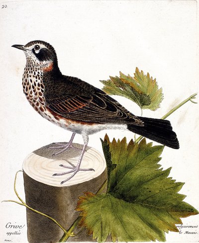 Eläinkartta (ornitologia): sammas, jota kutsutaan yleisesti mauvisiksi (mauvis thrush tai turdus iliacus) puukannassa. Kuvitus Francois Nicolas Martinet
