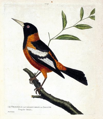 Eläinkartta (ornitologia): troupiale (troupiale oriole tai icterus icterus) oksalla. Kuvitus Francois Nicolas Martinet
