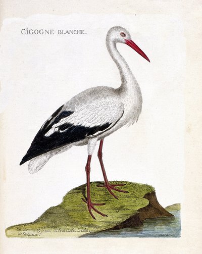 Eläinkartta (ornitologia): valkoinen haikara (ciconia ciconia). Kuvitus Francois Nicolas Martinet