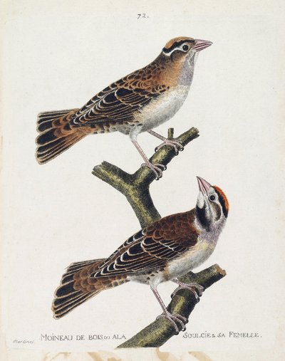 Eläintietokartta (ornitologia): metsävarpunen tai kohokuvio (Hudsonin varpunen tai spizea arborea) ja sen naaras (keventynyt varpunen tai petronia petronia). Kuvitus Francon teoksesta "Lintujen historia, maalattu niiden esiintymiselle ja herkkyydelle" tekijältä Francois Nicolas Martinet