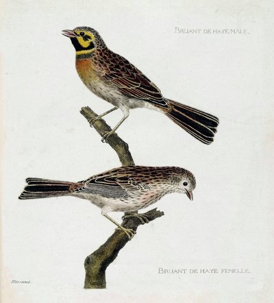 Eläintietokartta (ornitologia): ylhäältä alas: Uros- ja naarasvarpuset (zizi tai emberiza cirlus) oksalla. Kuvitus Francois Nicolas Martinet