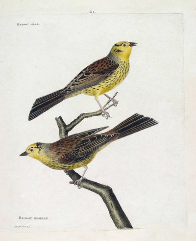 Eläintietokartta (ornitologia): ylhäältä alas: Uros- ja naarasvarpuset (Yellow Sparrow tai Emberiza citrinella). Kuvitus Francois Nicolas Martinet