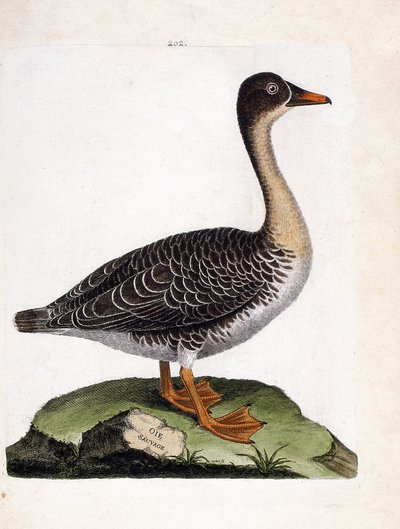 Eläintietokartta (lintologia): villihanhi (satohanhi tai anser fabalis). Kuvitus Francois Nicolas Martinet