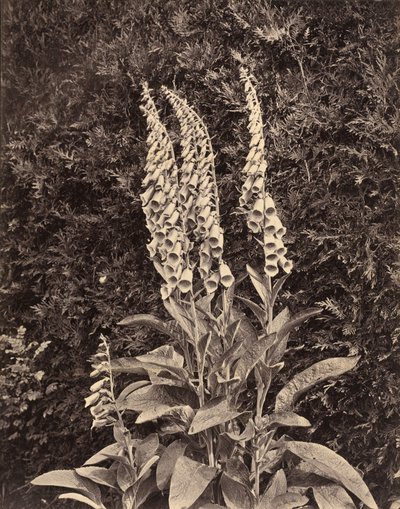 Foxgloves, c. 1860-luku. tekijältä Frank Mason Good