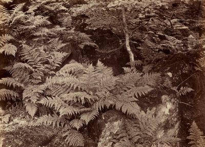 Nimetön Saniaistutkimus, 1870-luvun loppu. tekijältä Frank Meadow Sutcliffe