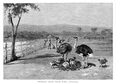 Strutsifarmi lähellä Port Augustaa, Etelä-Australia, 1886 tekijältä Frank P. Mahony