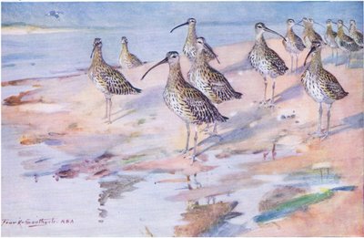 Curlews at Blakeney Point (litho) tekijältä Frank Southgate