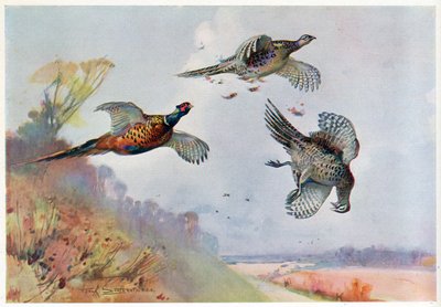 Korkeat fasaanit, kuvitus artikkelista "Wildfowl and Waders" tekijältä Frank Southgate